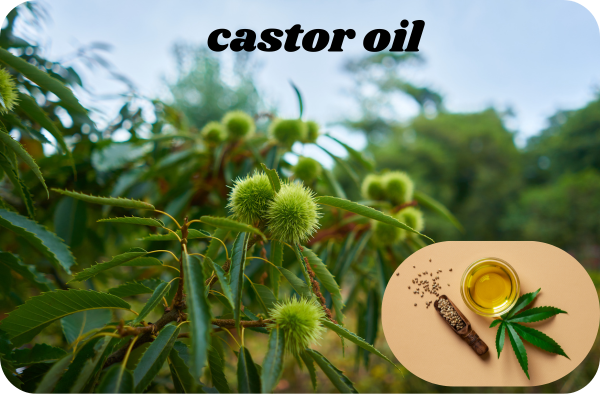 castor oil is beneficial for hair growth